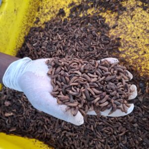 Black Soldier Flies